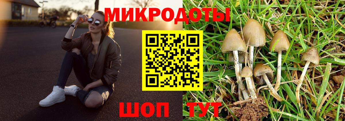 Галлюциногенные грибы Psilocybine cubensis Новоалтайск